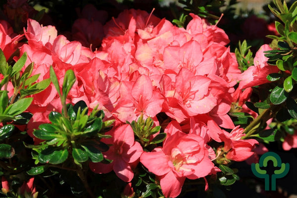 Azalea japonica 'Anouk'