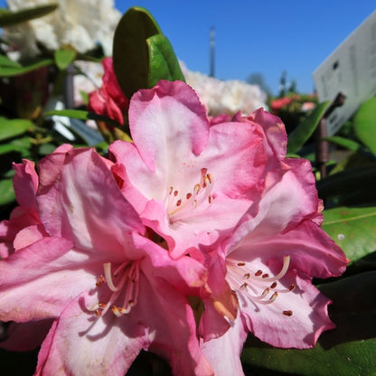Rhododendron yak. 'Blurettia'