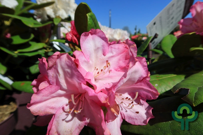 Rhododendron yak. 'Blurettia'