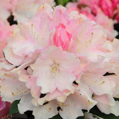 Rhododendron yak. 'Dreamland'
