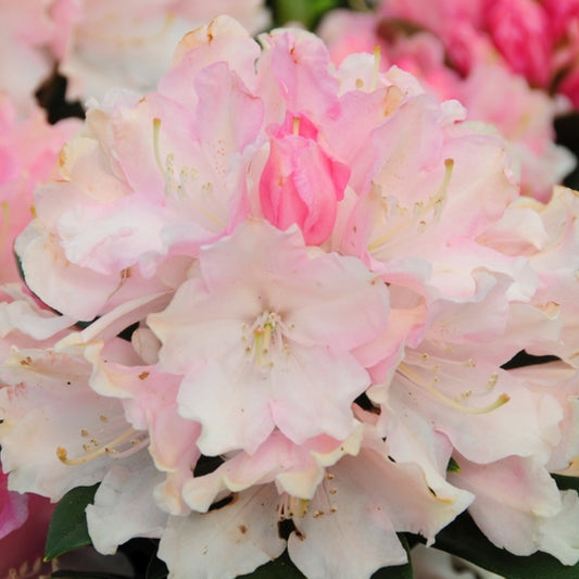 Rhododendron yak. 'Dreamland'