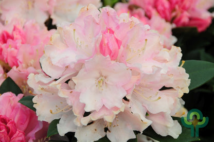 Rhododendron yak. 'Dreamland'