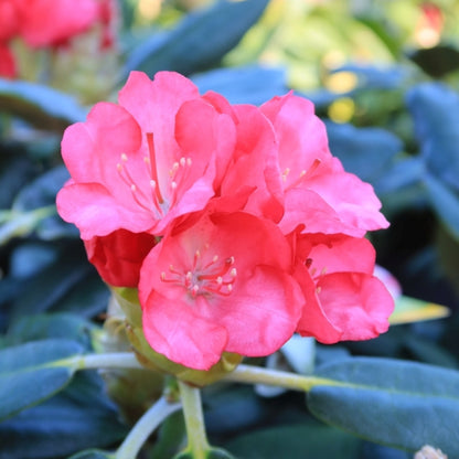 Rhododendron yak. 'Fantastica'