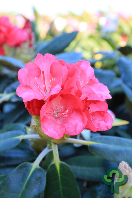 Rhododendron yak. 'Fantastica'