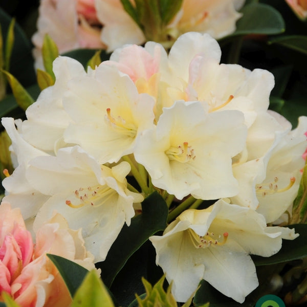 Rhododendron yak. 'Golden Torch'