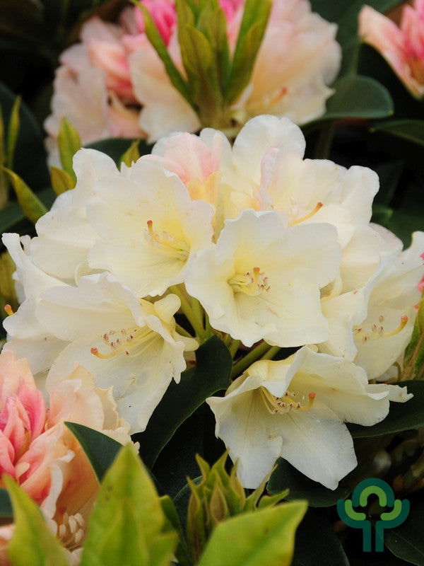 Rhododendron yak. 'Golden Torch'