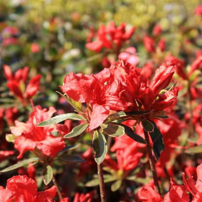 Azalea japonica 'Hotshot Variegata'
