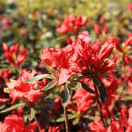 Azalea japonica 'Hotshot Variegata'