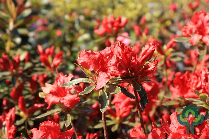 Azalea japonica 'Hotshot Variegata'