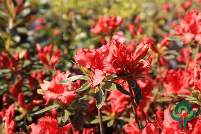 Azalea japonica 'Hotshot Variegata'