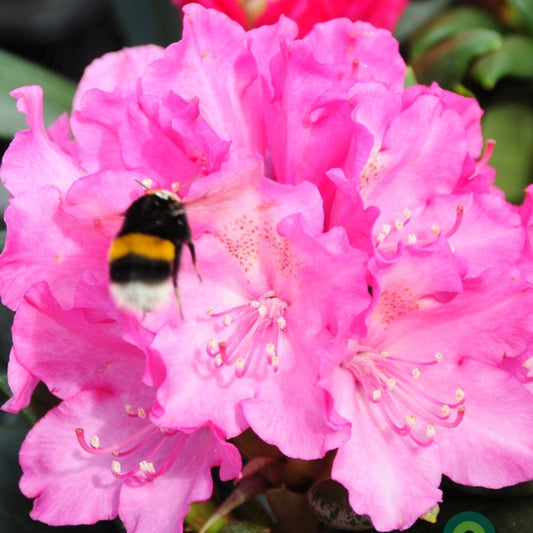 Rhododendron yak. 'Kalinka'