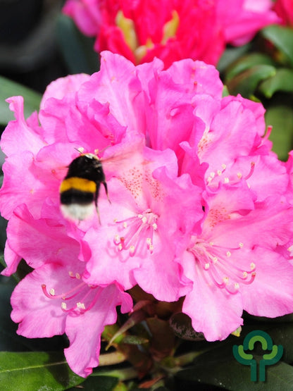 Rhododendron yak. 'Kalinka'