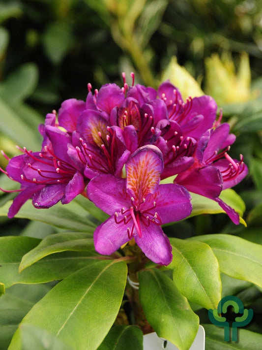 Rhododendron 'Marcel Menard'