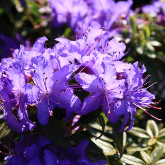 Rhododendron 'Night Sky'