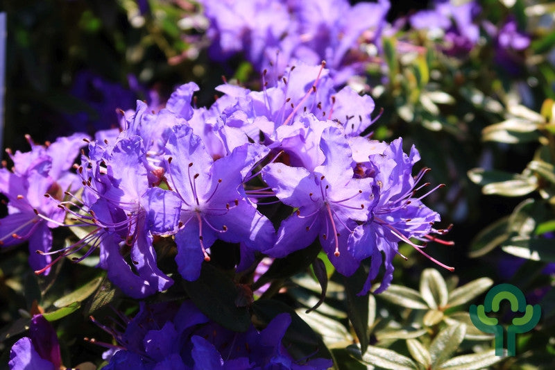 Rhododendron 'Night Sky'