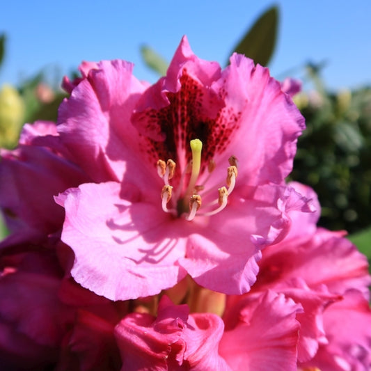 Rhododendron 'Pfauenauge'