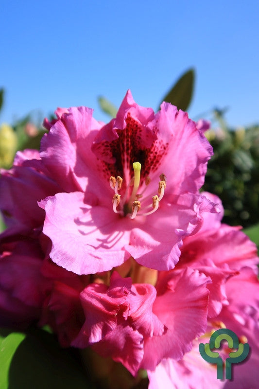 Rhododendron 'Pfauenauge'
