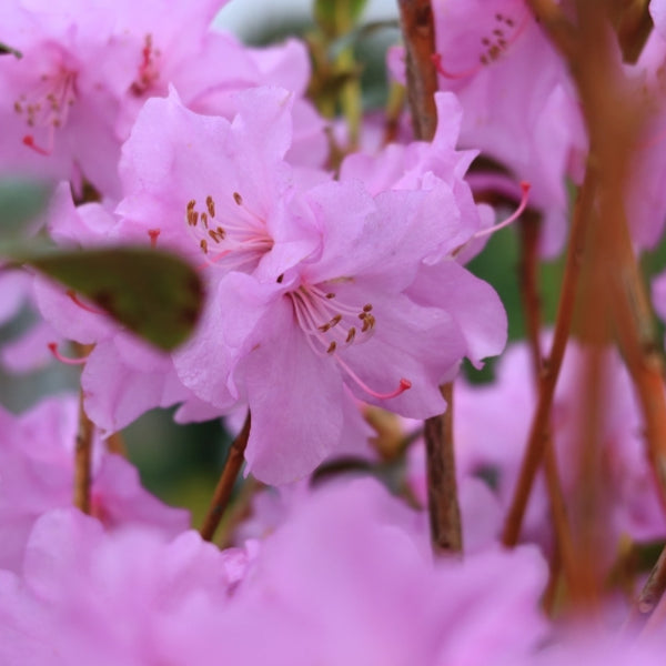 Rhododendron 'Praecox'