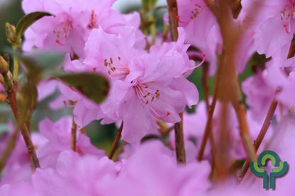 Rhododendron 'Praecox'