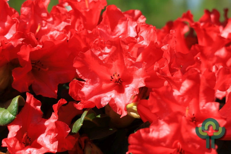 Rhododendron 'Scarlet Wonder'