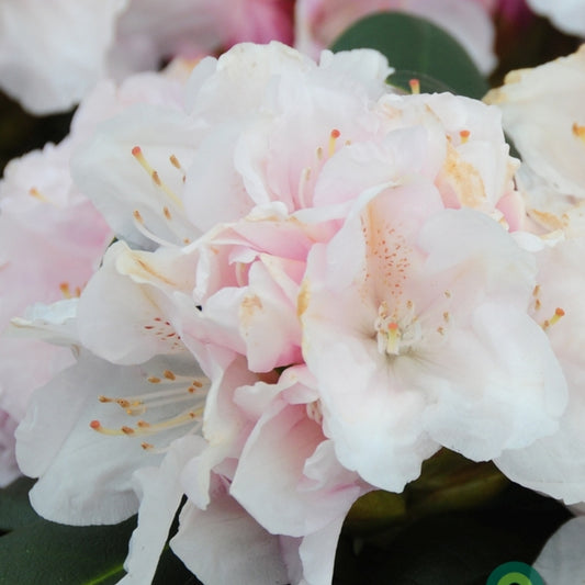 Rhododendron yak. 'Schneekrone'
