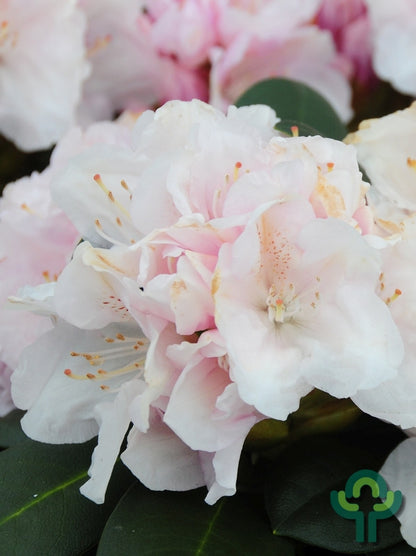 Rhododendron yak. 'Schneekrone'