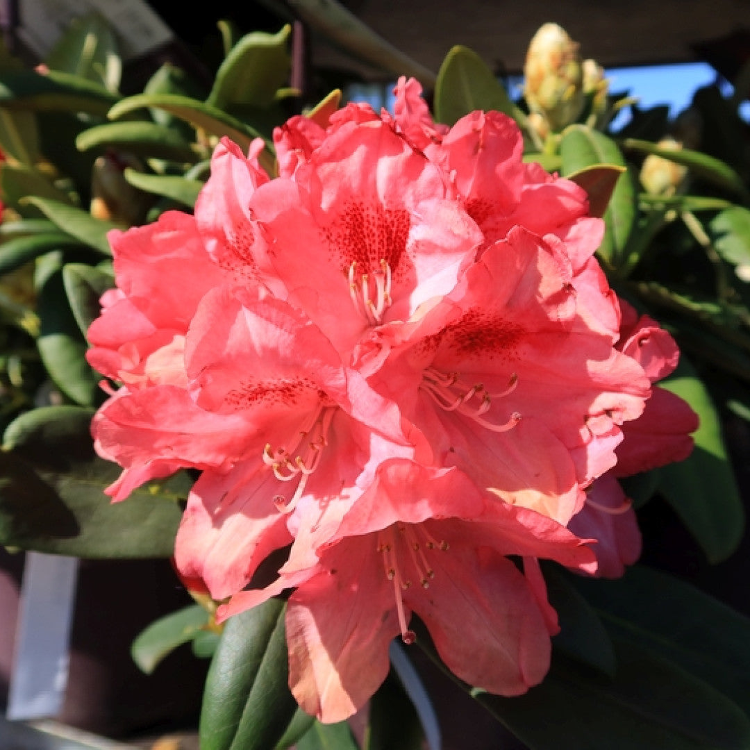 Rhododendron yak. 'Sneezy'