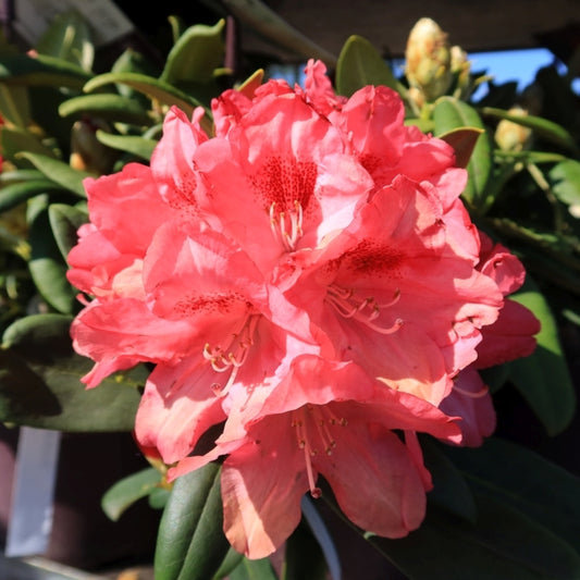 Rhododendron yak. 'Sneezy'