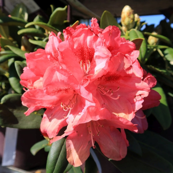 Rhododendron yak. 'Sneezy'