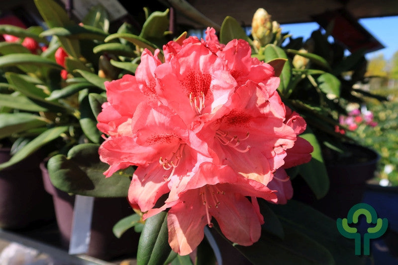 Rhododendron yak. 'Sneezy'
