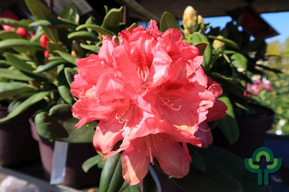 Rhododendron yak. 'Sneezy'