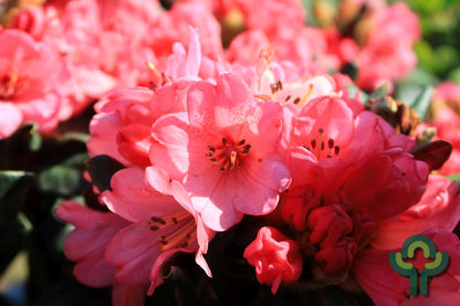 Rhododendron 'Wine & Roses'