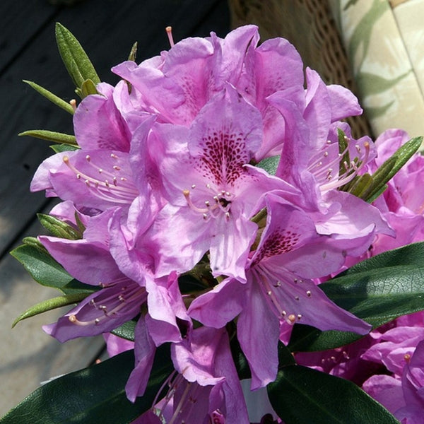 Rhododendron 'Anah Kruschke'