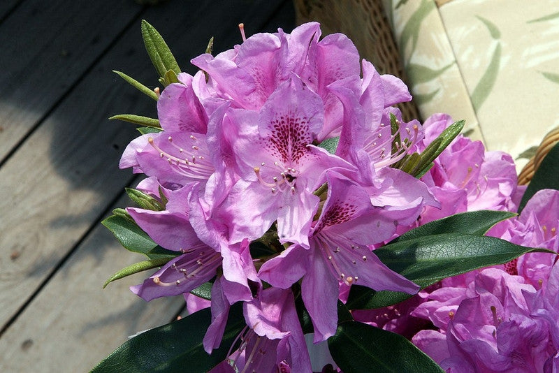 Rhododendron 'Anah Kruschke'