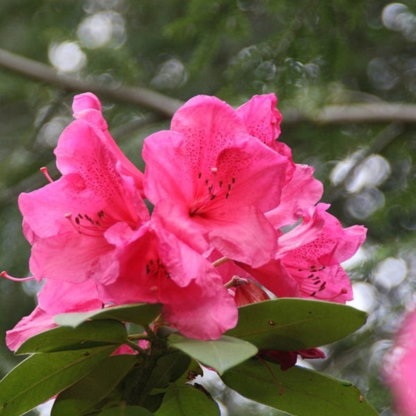 Rhododendron 'Anna Rose Whitney'