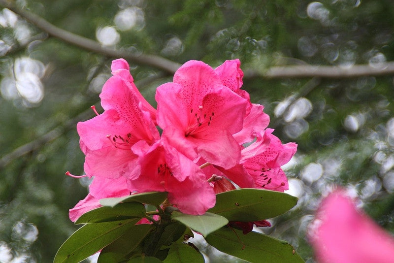 Rhododendron 'Anna Rose Whitney'