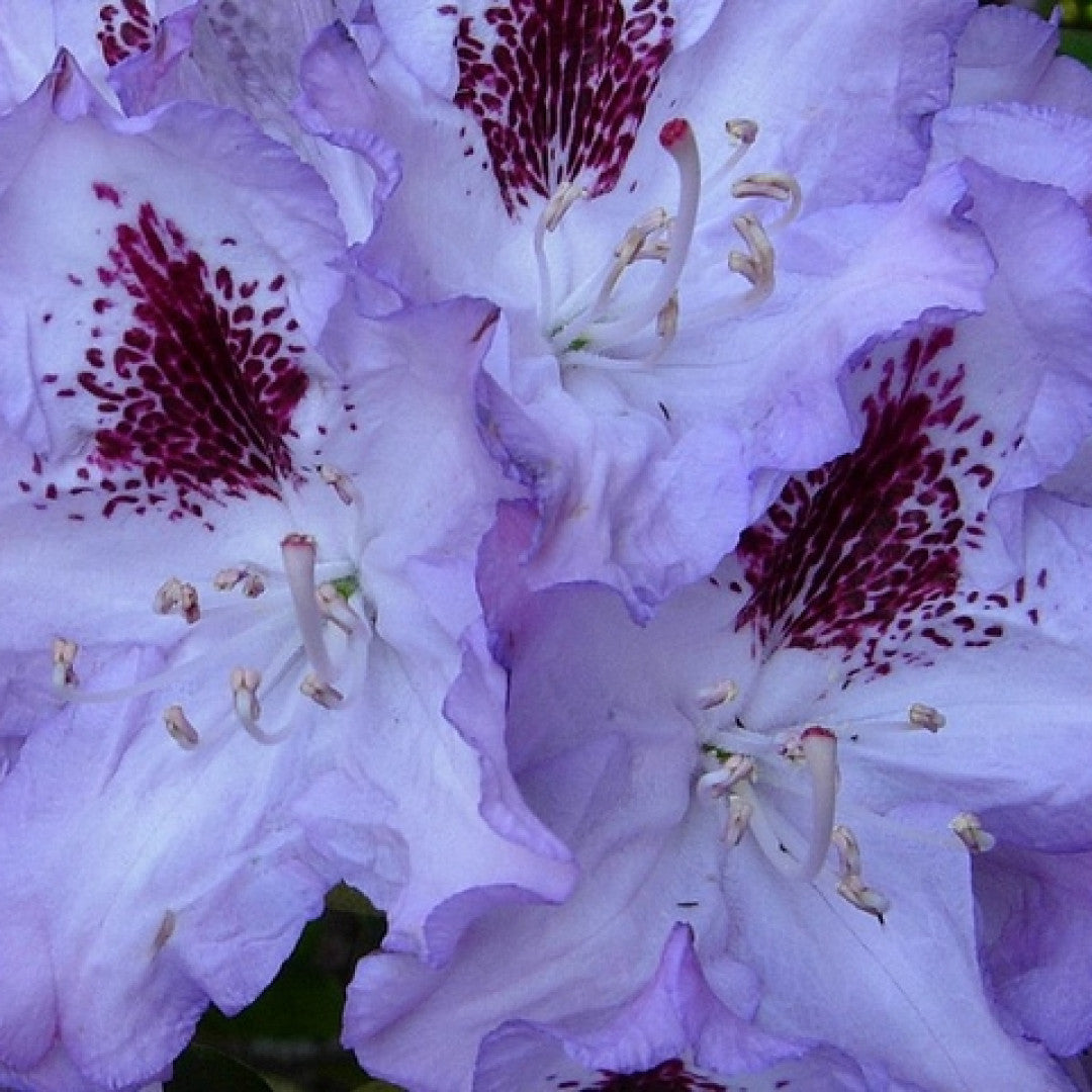 Rhododendron 'Blue Peter'