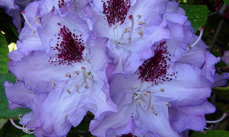 Rhododendron 'Blue Peter'