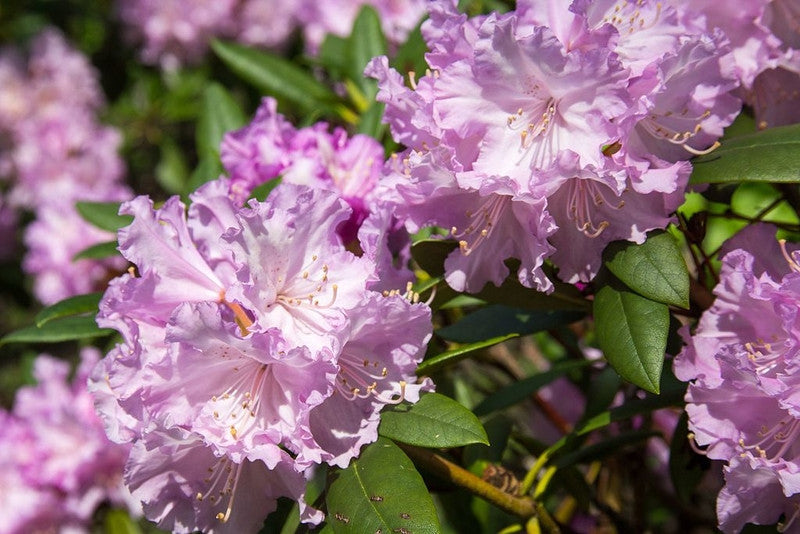 Rhododendron yak. 'Caroline Allbrook'