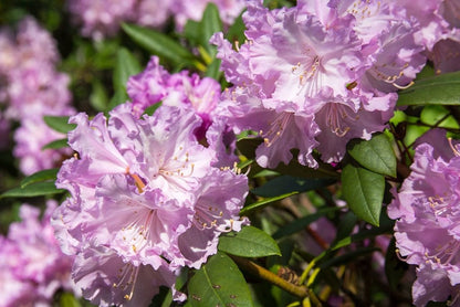 Rhododendron yak. 'Caroline Allbrook'