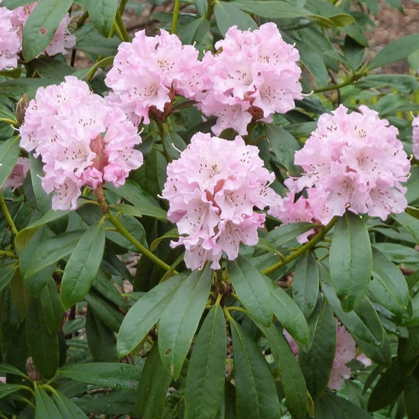 Rhododendron 'Christmas Cheer'