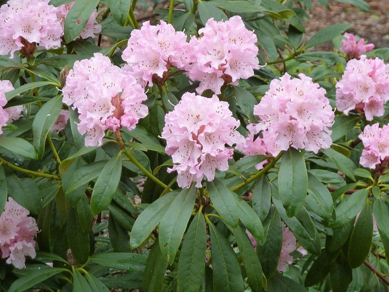 Rhododendron 'Christmas Cheer'