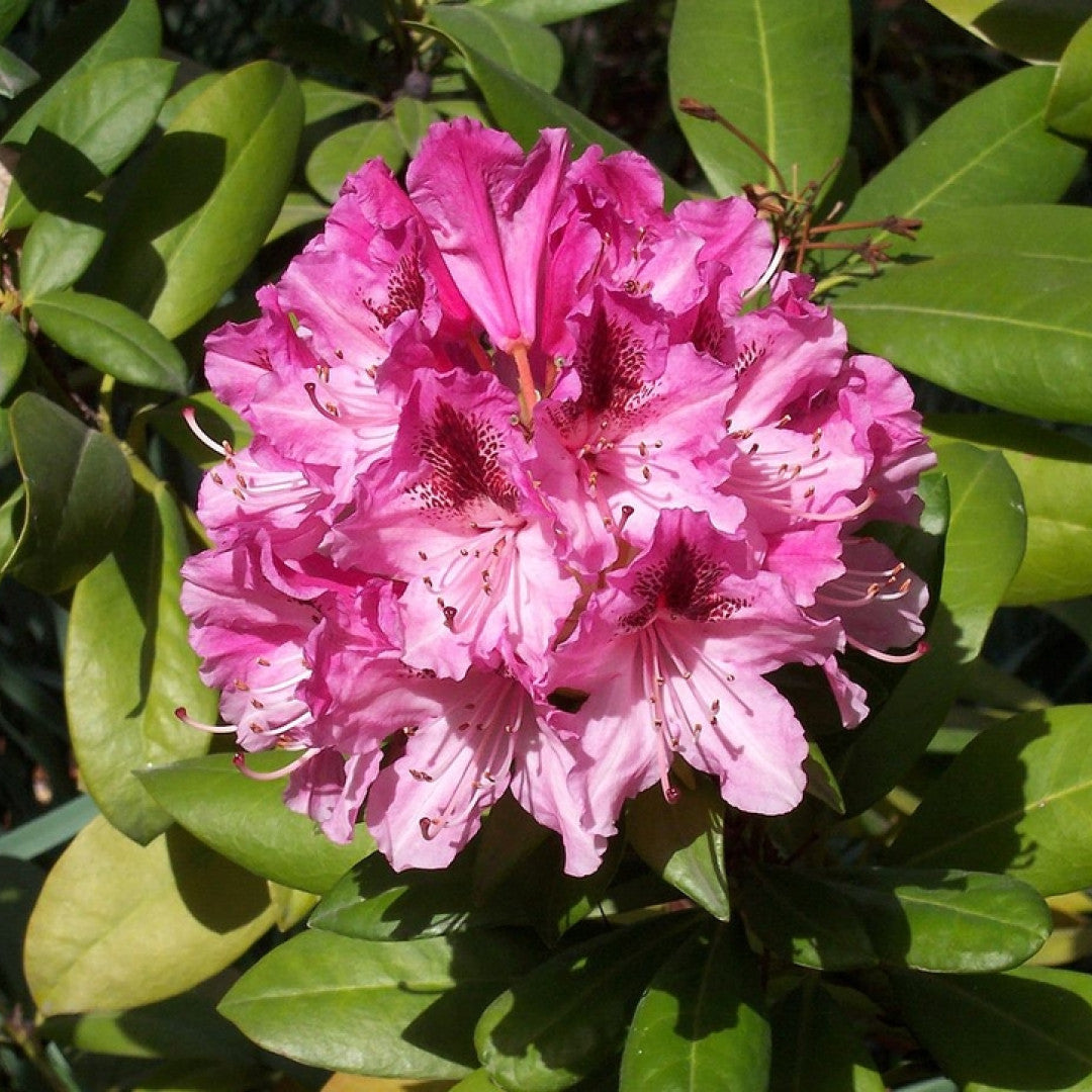 Rhododendron 'Cosmopolitan'