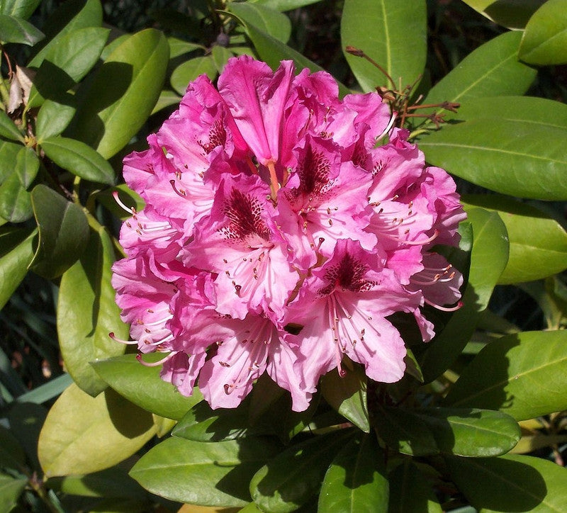 Rhododendron 'Cosmopolitan'