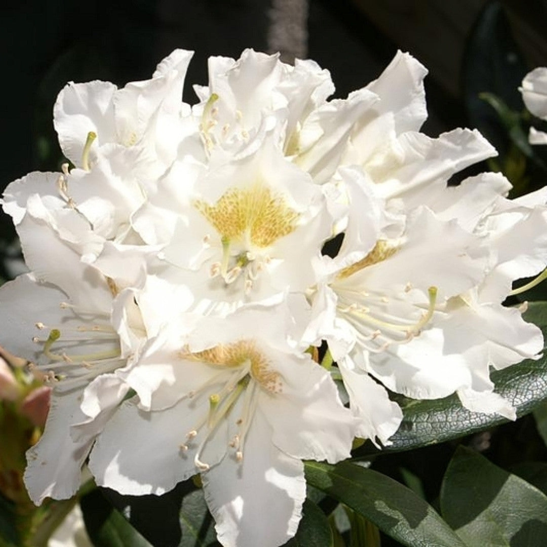 Rhododendron 'Cunningham's White'