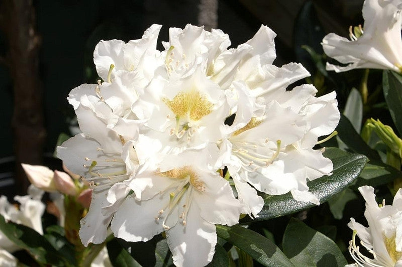 Rhododendron 'Cunningham's White'