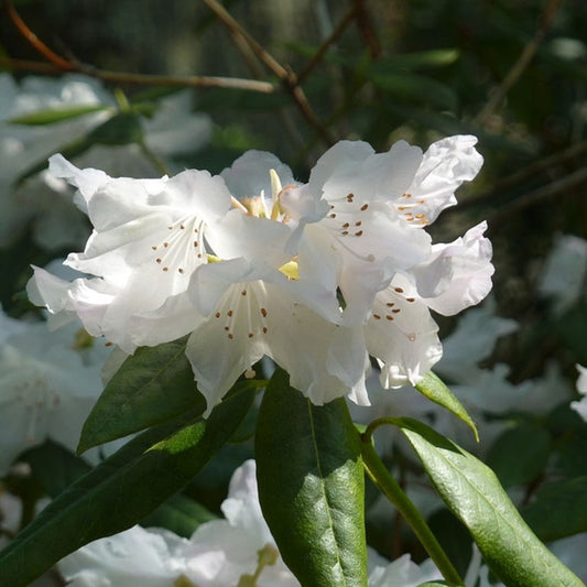 Rhododendron 'Dora Amateis'