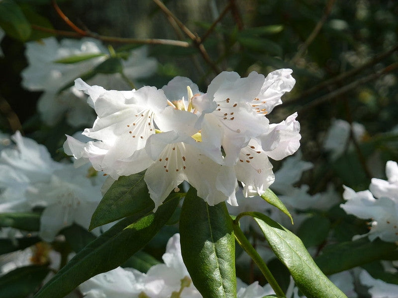 Rhododendron 'Dora Amateis'