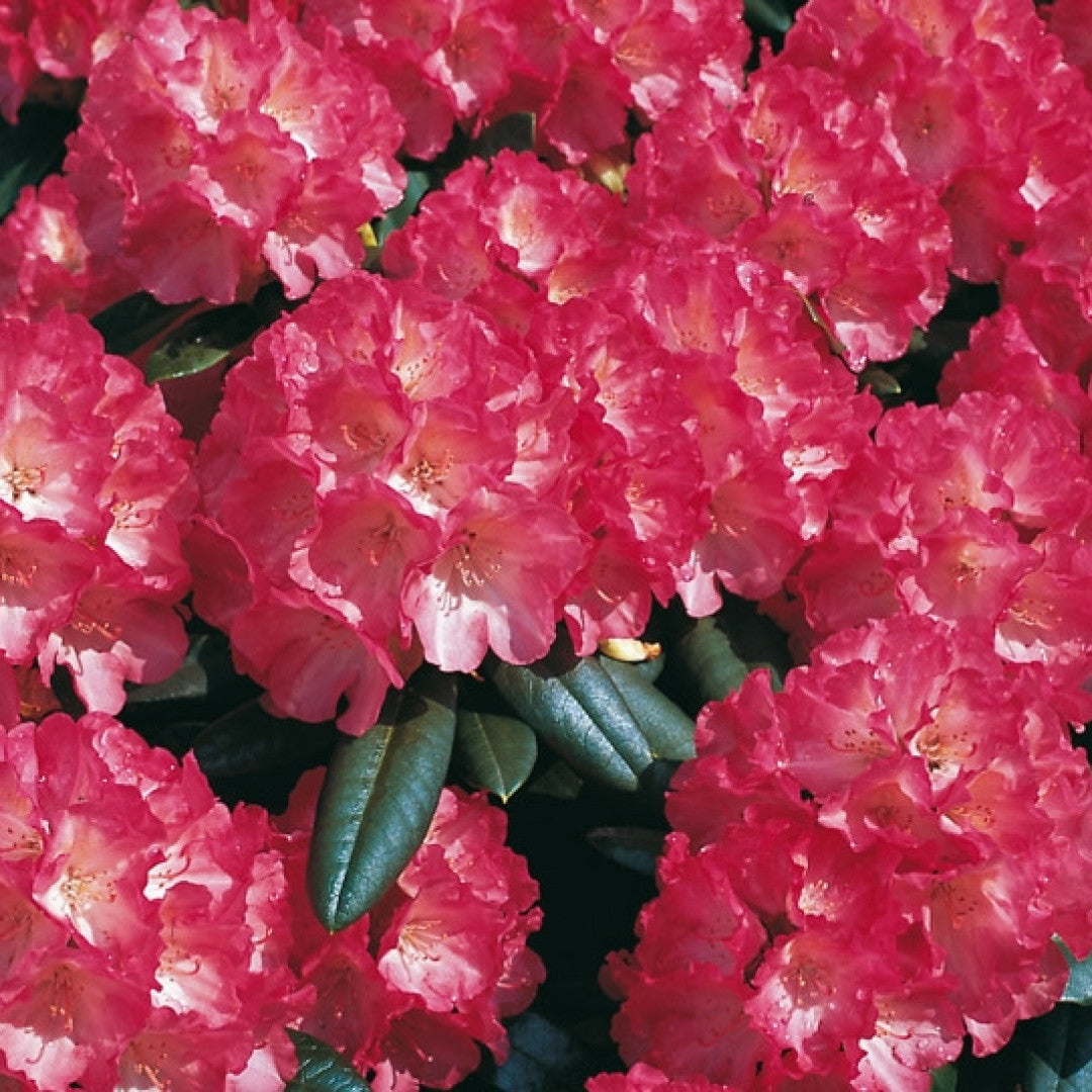 Rhododendron yak. 'Fantastica'