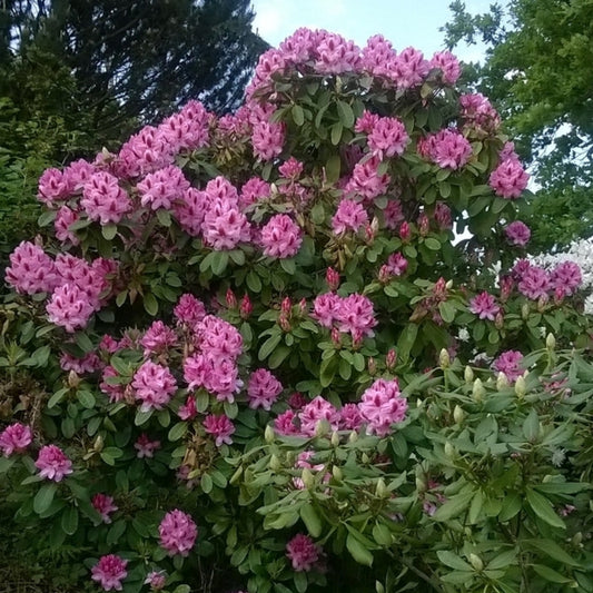 Rhododendron 'Germania'